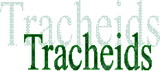Tracheids