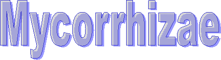 Mycorrhizae