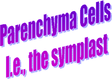 Parenchyma Cells 
I.e., the symplast
