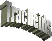 Tracheids