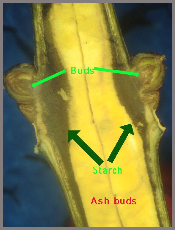 BUDS%20ASH%20STARCH%20I2KI%20AA.jpg