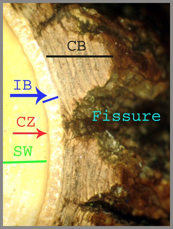 FISSURES.jpg