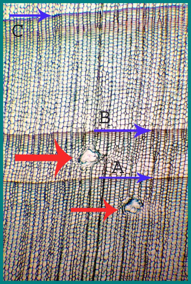 This piece of conifer wood is made up of primarily tracheids