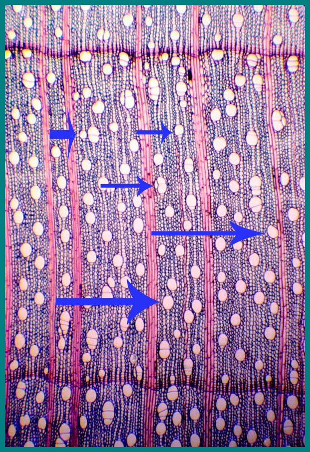 This piece of conifer wood is made up of primarily tracheids