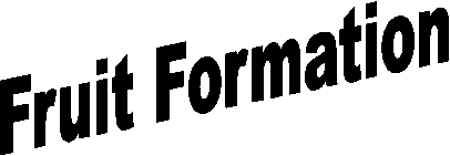 Fruit Formation